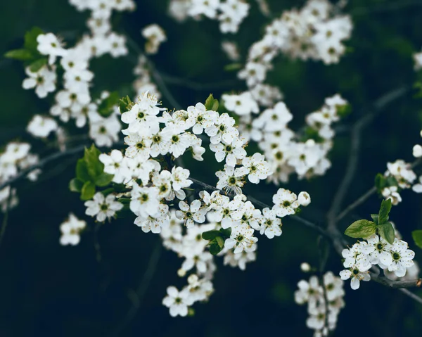 Jarní Fotka Zelené Listy Bílé Květy Stromě Krásné Pozadí — Stock fotografie