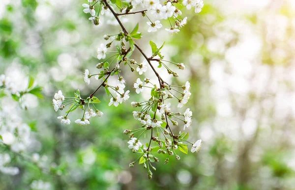 Bahar fotoğrafı. Ağaçta yeşil yapraklar ve beyaz çiçekler var. Güzel arkaplan.