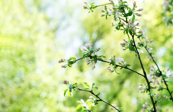 Tavaszi Fotó Zöld Lombozat Fehér Virágok Fán Gyönyörű Háttér — Stock Fotó