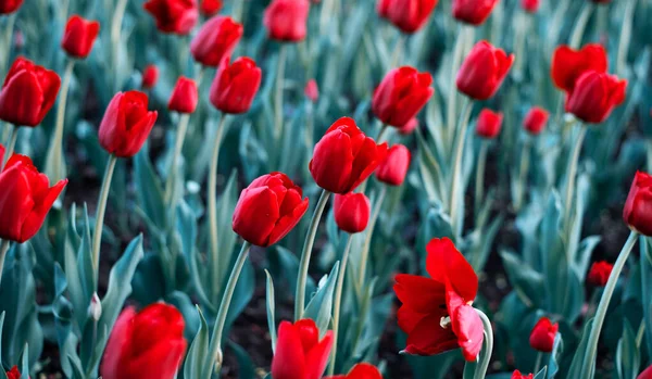 Wiese Mit Tulpen Schöne Blumen Sommer Hintergrund Für Ihr Design — Stockfoto