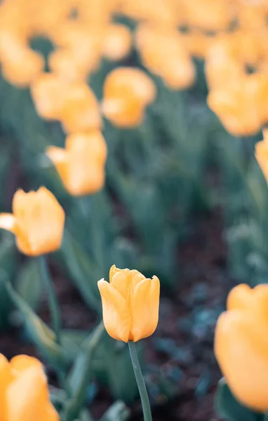 Grasveld Met Tulpen Mooie Bloemen Zomer Achtergrond Voor Ontwerp — Stockfoto