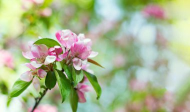 Narin açık pembe çiçekli elma dalları. Tasarımınız için güzel arkaplan.