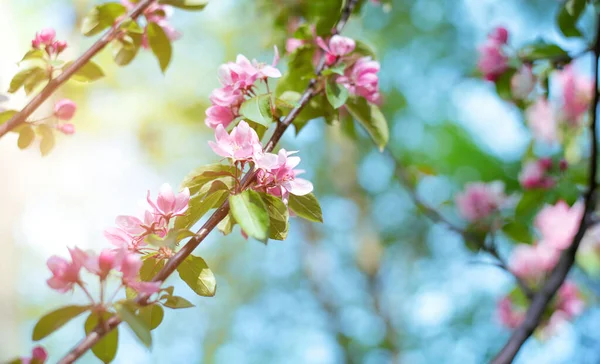 Almaágak Finom Világos Rózsaszín Virágokkal Gyönyörű Háttér Design — Stock Fotó