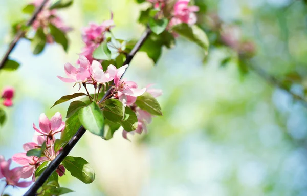 Almaágak Finom Világos Rózsaszín Virágokkal Gyönyörű Háttér Design — Stock Fotó