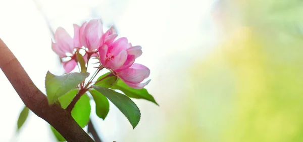 Jablečné Větve Jemnými Světle Růžovými Květy Krásné Pozadí Pro Váš — Stock fotografie