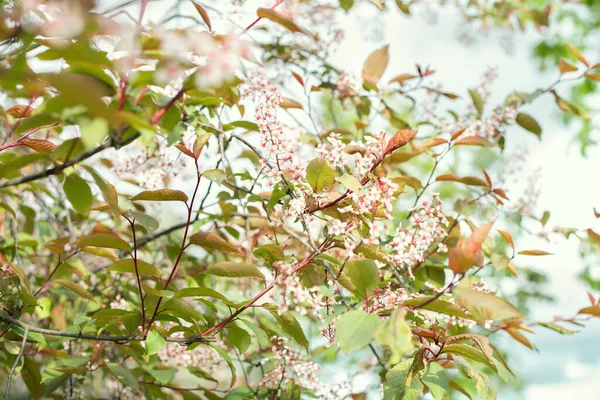 Kis Fehér Virágok Egy Fán Virágzó Kert Tavasszal Első Séták — Stock Fotó