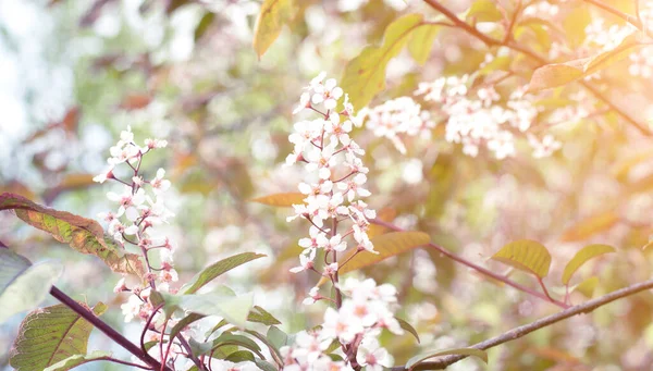 Malé Bílé Květy Stromě Kvetoucí Zahrada Jaře První Procházky Karanténě — Stock fotografie