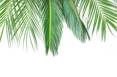 Beyaz bir arka planda palmiye ağaçları üç dalları.