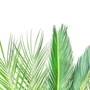 Beyaz bir arka planda palmiye ağaçları üç dalları.