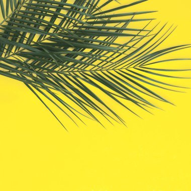 Palmiye dallarıyla sarılı güzel tropikal arkaplan. 
