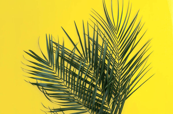 Tropical background in yellow with palm branches. 