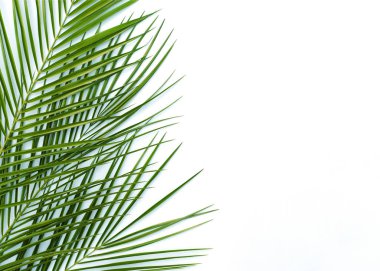 İzole edilmiş beyaz arkaplanda tropik palmiye dalları. 