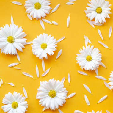 Turuncu arka planda taç yaprakları olan papatya çayı.