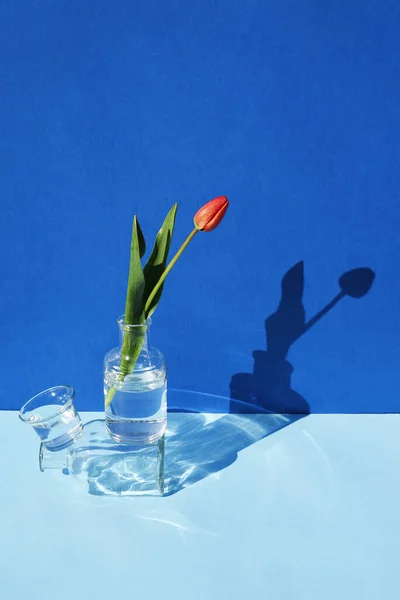 Tulipan Med Hard Skygge Blå Bakgrunn Minimalisme – stockfoto