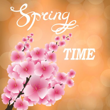 Pembe çiçekler bahar. Sakura Japonya kiraz ağacı