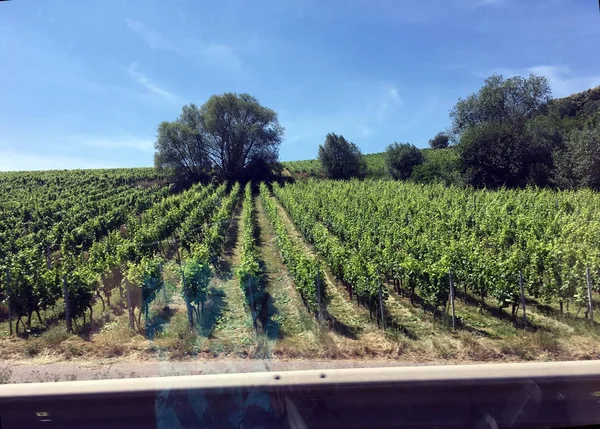 Rangées Vignes Crape Vines Paysage Été Avec Des Vignobles Verts — Photo