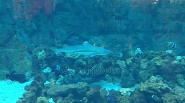 Su altında yüzen balıklar