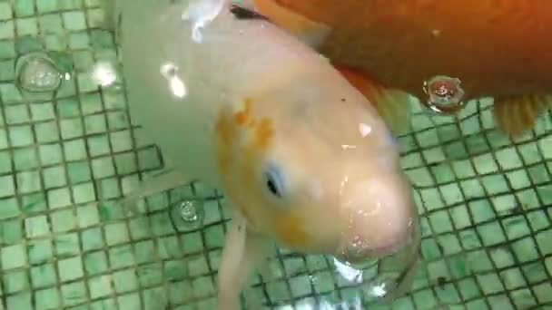 Carpa nadando en el acuario — Vídeo de stock