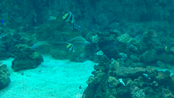 Fisk som simmar under vatten — Stockvideo