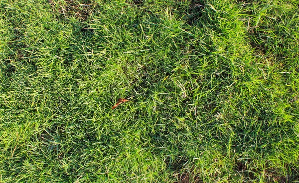 Summer Green Grass Sun Light Natural Drassy Textured Background — Stock Photo, Image