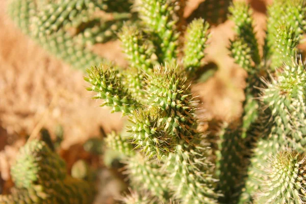 Grüner Kaktus Ertrinkt Licht Der Sommersonne — Stockfoto