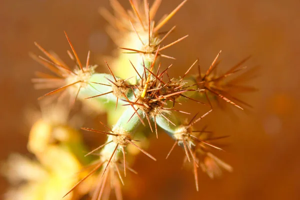 Grüner Kaktus Ertrinkt Licht Der Sommersonne — Stockfoto