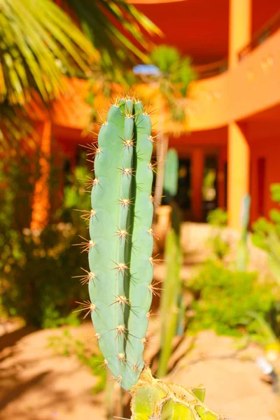 Grüner Kaktus Ertrinkt Licht Der Sommersonne — Stockfoto