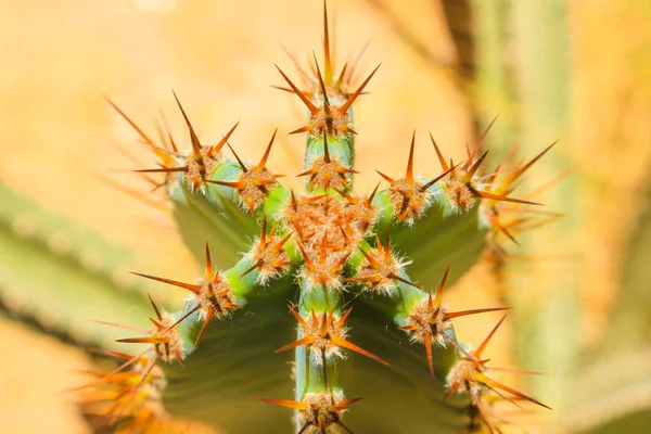 Zöld Kaktusz Drows Nyári Napfény — Stock Fotó