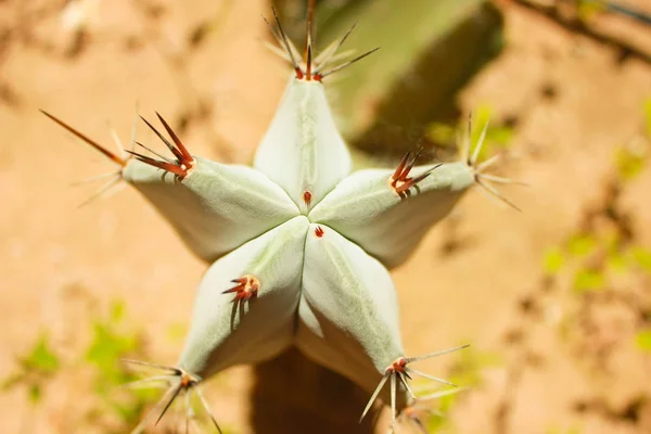 Zöld Kaktusz Drows Nyári Napfény — Stock Fotó