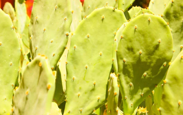 Grüner Kaktus Ertrinkt Licht Der Sommersonne — Stockfoto