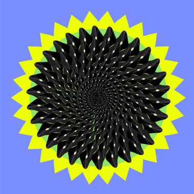 Yaz ayçiçeği izole