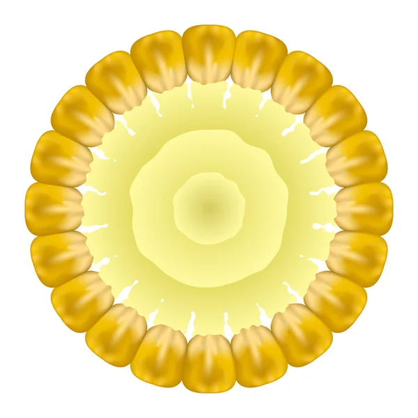 Biologische gele verse maïs. Natuurlijk Goud Zoet Eten. Zomer Golden Vegetarische Suikermaïs Textuur. Zaad Ornament. — Stockvector
