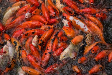 Guadeloupe 'daki bir gölette aç ağızlarını açan kırmızı ve beyaz bir sazan sürüsü. Malzemesiz Kraliyet fotoğrafı..