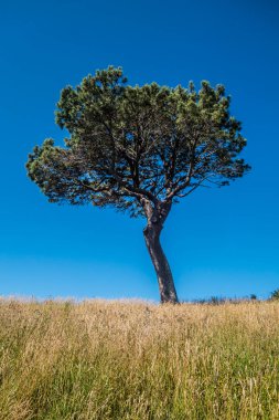 Hahei, Yeni Zelanda 'daki güzel yalnız eski ağaç. Malzemesiz Kraliyet fotoğrafı..