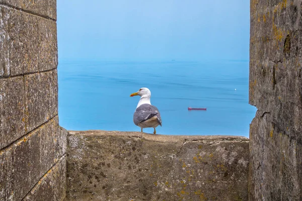 Seagull looking at the sea in Gibraltar, sitting on stone wall of castle ruins. Royalty free stock photo.