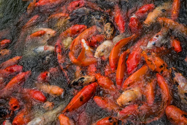 赤と白の鯉の供給されるのを待っている混雑したプールフル ロイヤリティフリーストックフォト — ストック写真