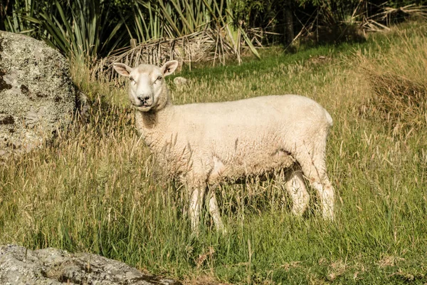Owce Trawie Górze Maunganui Patrząc Widza Nowa Zelandia Darmowe Zdjęcie — Zdjęcie stockowe