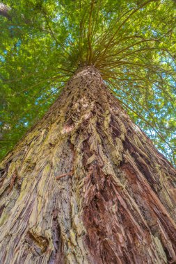 Whakarewarewa Ormanı 'nda ağaç tepelerindeki dallara odaklanmış göz kamaştırıcı bir sekoya ağacı. Malzemesiz Kraliyet fotoğrafı..