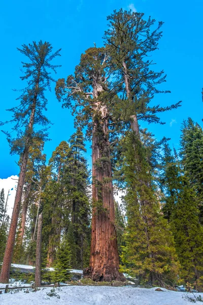 格兰特格罗夫的巨大红杉树紧邻远足小径 免版权证相片 — 图库照片