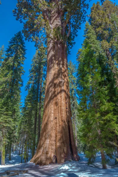 Гигантское Дерево Секвойи Генерал Шерман Снегу Крупнейшее Известное Живое Одноствольное — стоковое фото