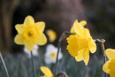Güneş ışığında çiçek açan sarı nergis çiçeği ve bokeh arkaplanı. Botanik adı Narcissus. Malzemesiz Kraliyet fotoğrafı..