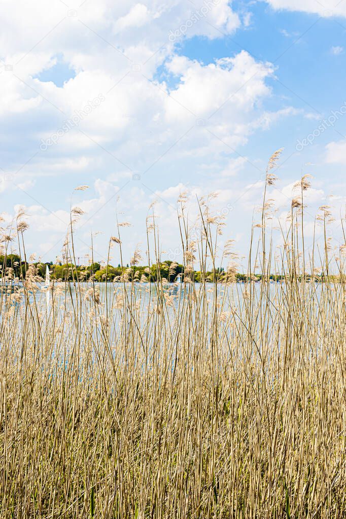 Cozy scene of reed in front of lake Alster in Hamburg on a cloudy warm summer day. Royalty free stock photo.