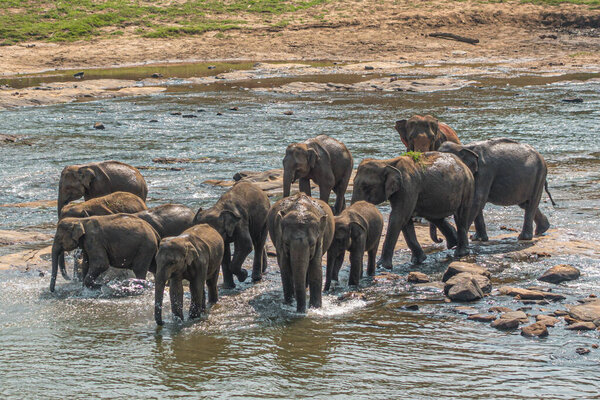 Herd of unchained free elephants taking a bath in Maha Oya river in Sri Lanka. Royalty free stock photo.