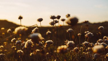 Bir tarlada çiçekler