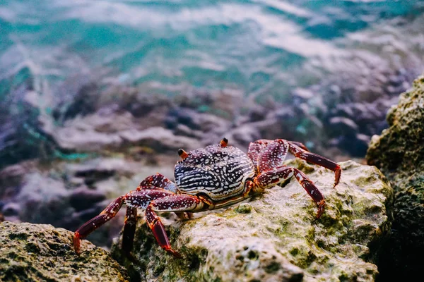 Cangrejo a punto de entrar al agua —  Fotos de Stock