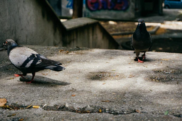 Two pigeon doing their thing — Stock Photo, Image