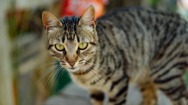 Derin kedi bakışları
