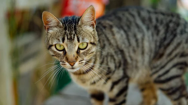 Derin kedi bakışları