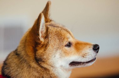Shiba Inu köpek yavrusu