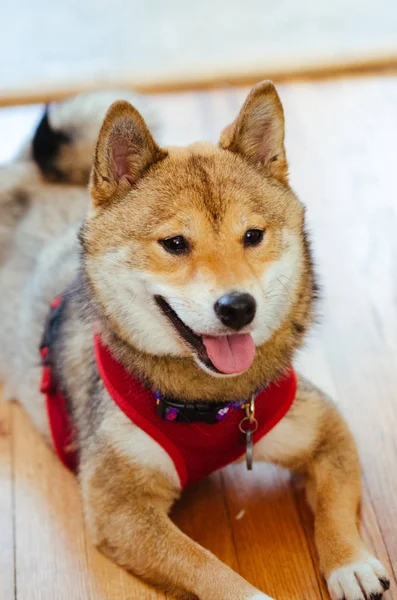 Un cucciolo di Shiba Inu — Foto Stock